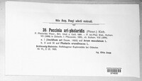 Puccinia ari-phalaridis image